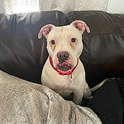 Leo joined the competition — help win amazing prizes! dog, white_dog, leather_couch, blanket, indoor, pet, collar, curious, sitting, furniture, cozy, natural_light, window, lace_curtain, brown, black_pants, domestic_animal, companionship, resting, living_room