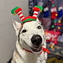 Juice is registered to the contest to win money with this photo: dog, smiling, festive, holiday, christmas, elf_hat, white_fur, black_nose, indoor, blurred_background, decorations, playful, happy, portrait, pet, canine, close_up, cute, costume, celebration