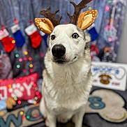 Juice is registered to the contest to win money with this photo: dog, husky, reindeer_antlers, holiday, christmas, stockings, decorations, lights, indoor, pet, festive, cute, animal, white_fur, blue_eyes, canine, celebration, smiling, sitting, cozy