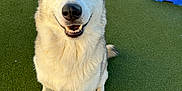 Juice is registered to the contest to win money with this photo: dog, husky, heterochromia, blue_eye, brown_eye, smiling, sitting, outdoor, artificial_turf, fire_hydrant, playground, pet, canine, fur, ears, nose, tail, friendly, happy, animal