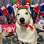 Juice joined the competition — help win amazing prizes! dog, husky, heterochromia, holiday, elf_hat, festive, stockings, pillow, decorations, red_ribbon, indoors, portrait, cute, pet, celebration, christmas, white_fur, black_nose, animal, funny_hat