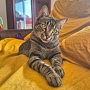 Nala participe au concours pour gagner de l'argent avec cette photo : cat, tabby_cat, indoor, yellow_blanket, furniture, window, bookshelf, curious, relaxed, paws, ears, face, fur, striped, pet, animal, cozy, home, resting, looking