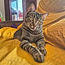 cat, tabby_cat, indoor, yellow_blanket, furniture, window, bookshelf, curious, relaxed, paws, ears, face, fur, striped, pet, animal, cozy, home, resting, looking