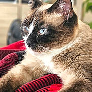 Little Momma joined the competition — help win amazing prizes! cat, siamese, blue_eyes, feline, pet, animal, indoor, cozy, blanket, red, black, fur, portrait, relaxed, whiskers, ears, close_up, domestic_animal, soft_light, background_blur