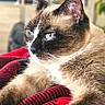 cat, siamese, blue_eyes, feline, pet, animal, indoor, cozy, blanket, red, black, fur, portrait, relaxed, whiskers, ears, close_up, domestic_animal, soft_light, background_blur
