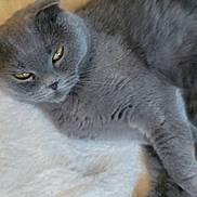 Blue a rejoint le concours — aidez-le/la à gagner de superbes lots ! cat, gray_cat, feline, pet, animal, indoor, blanket, soft_texture, relaxed, lying_down, yellow_eyes, fur, cozy, close_up, folded_ears, resting, domestic_cat, cute, sleepy, whiskers