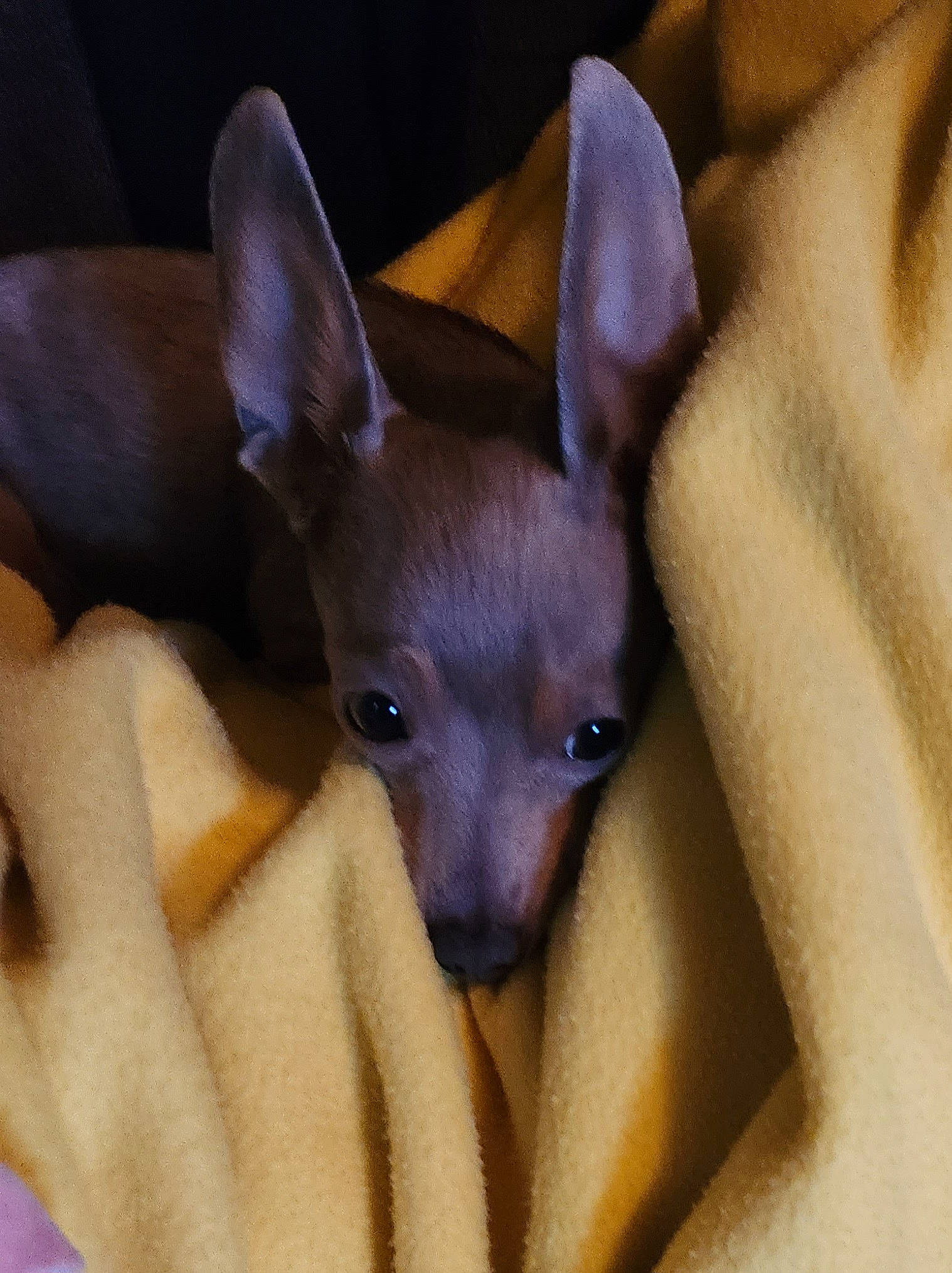 Sky Rose is registered to the contest to win money with this photo: bicycle, canidae, carnivore, comfort, companion_dog, corgi_chihuahua, dog, dog_breed, ear, eye, fawn, felidae, fur, head, non_sporting_group, snout, terrestrial_animal, toy_dog, whiskers, working_animal