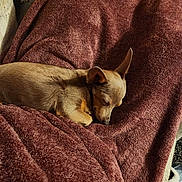 Sky Rose joined the competition — help win amazing prizes! animal, back, blanket, bodypart, bulldog, canine, chihuahua, couch, dog, furniture, homedecor, hound, linen, person, pet, pitbull, puppy, quilt, sleeping, towel