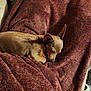 animal, back, blanket, bodypart, bulldog, canine, chihuahua, couch, dog, furniture, homedecor, hound, linen, person, pet, pitbull, puppy, quilt, sleeping, towel