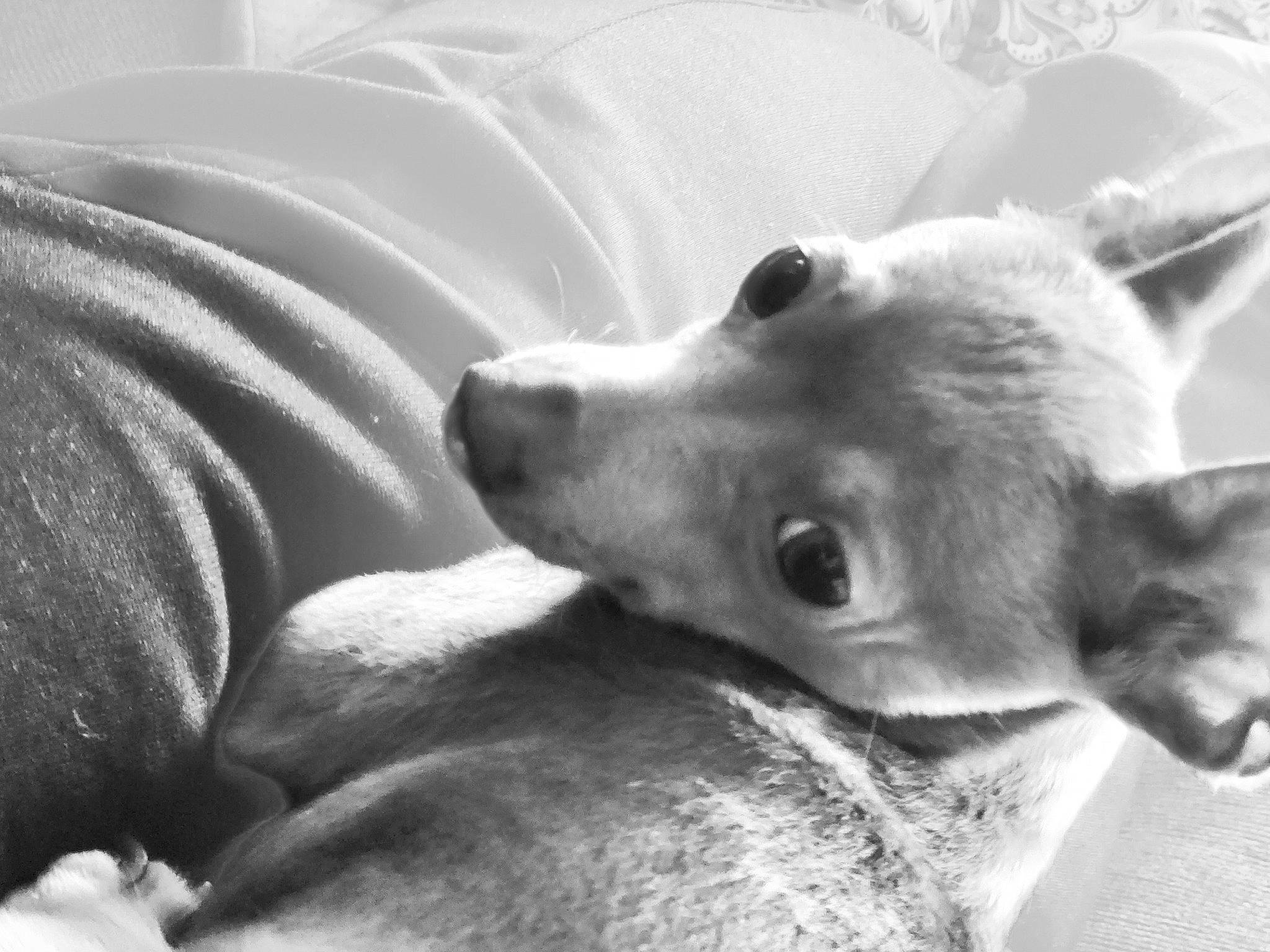 Sky Rose is registered to the contest to win money with this photo: black_and_white, carnivore, close_up, comfort, companion_dog, dog, dog_breed, ear, fawn, fur, grey, monochrome, monochrome_photography, snout, style, terrestrial_animal, whiskers, white, wildlife, working_animal