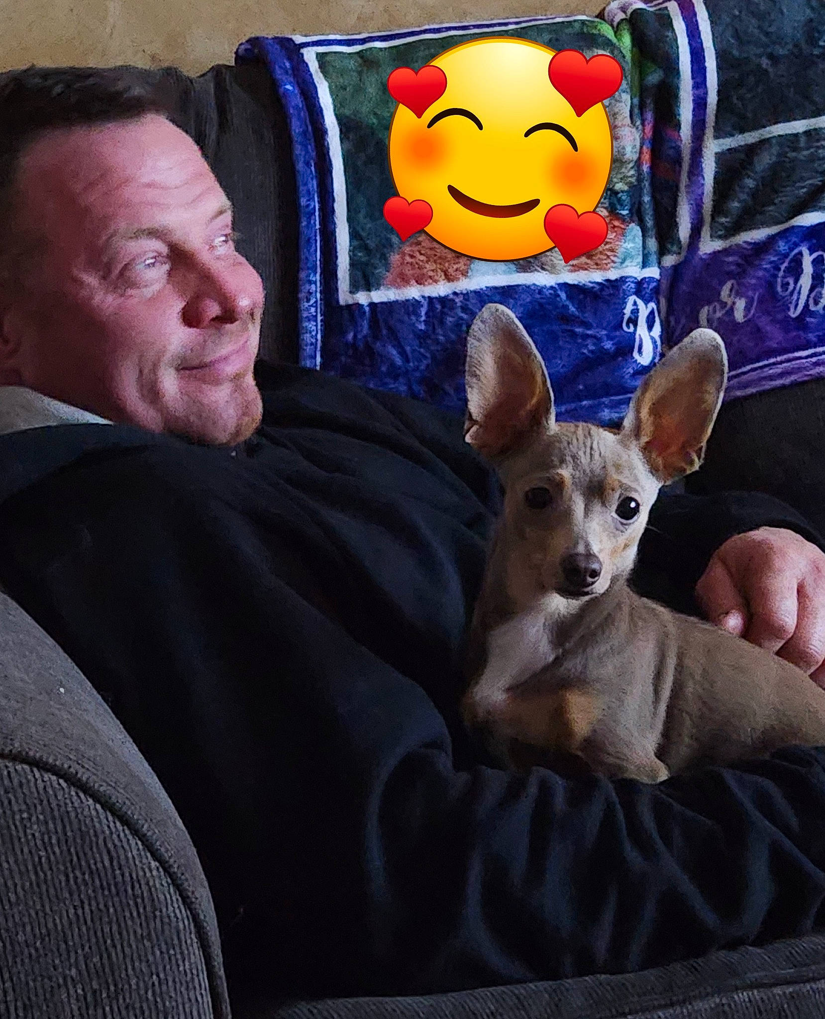 Sky Rose is registered to the contest to win money with this photo: calabaza, carnivore, comfort, companion_dog, cucurbita, dog, dog_breed, ear, fawn, felidae, happy, head, lap, mammal, organ, pumpkin, smile, toy_dog, vertebrate, whiskers