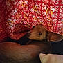 Sky Rose is registered to the contest to win money with this photo: aardvark, animal, bed, blanket, bodypart, canine, chihuahua, couch, cushion, deer, dog, finger, furniture, hand, homedecor, hound, person, pet, puppy, quilt