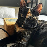 Caramel participe au concours pour gagner de l'argent avec cette photo : cat, tortoiseshell, pet, animal, feline, bed, indoor, closeup, whiskers, ears, fur, pillow, box, relaxed, curious, domestic, mammal, sleeping_area, household, cozy