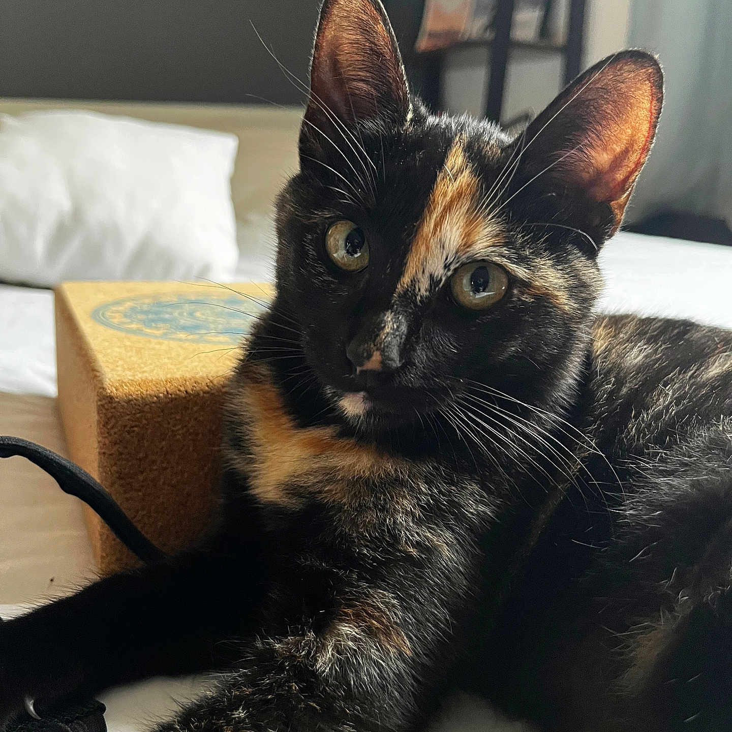Caramel participe au concours pour gagner de l'argent avec cette photo : animal, bed, box, cat, closeup, cozy, curious, domestic, ears, feline, fur, household, indoor, mammal, pet, pillow, relaxed, sleeping_area, tortoiseshell, whiskers