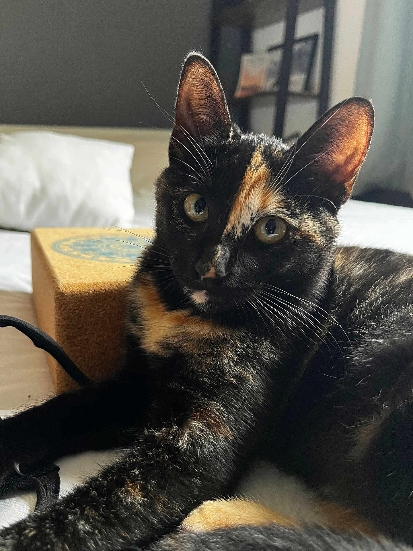Caramel participe au concours pour gagner de l'argent avec cette photo : cat, tortoiseshell, pet, animal, feline, bed, indoor, closeup, whiskers, ears, fur, pillow, box, relaxed, curious, domestic, mammal, sleeping_area, household, cozy
