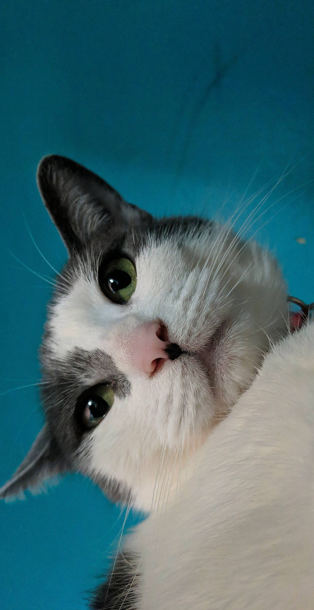 Agatha is registered to the contest to win money with this photo: aegean_cat, american_wirehair, burmilla, carnivore, cat, close_up, domestic_short_haired_cat, eye, felidae, fur, kitten, mammal, nose, ojos_azules, photography, small_to_medium_sized_cats, snout, turkish_van, vertebrate, whiskers
