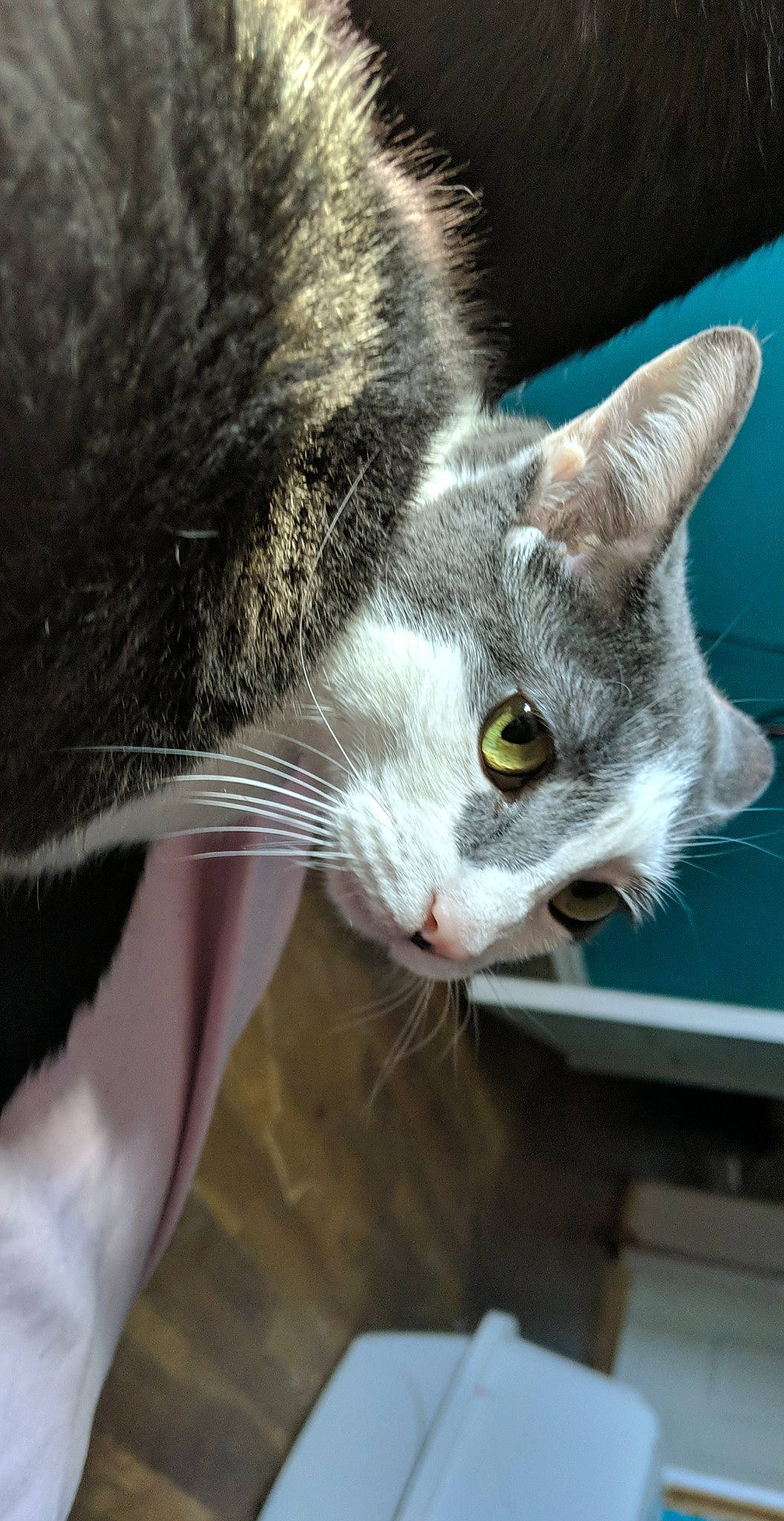 Agatha joined the competition — help win amazing prizes! aegean_cat, american_wirehair, asian, carnivore, cat, domestic_short_haired_cat, ear, european_shorthair, felidae, kitten, mammal, polydactyl_cat, singapura, small_to_medium_sized_cats, snout, tabby_cat, whiskers