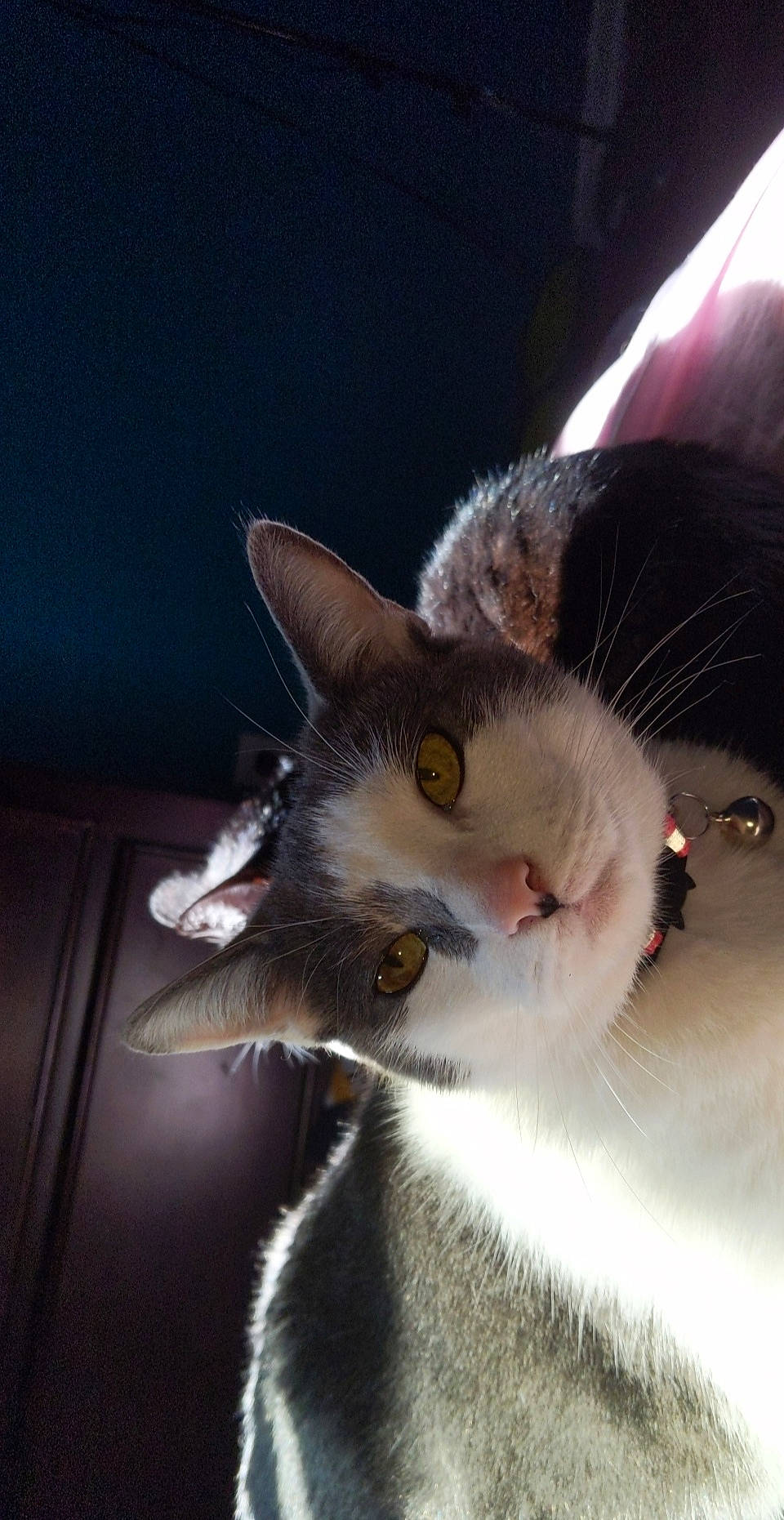 Agatha is registered to the contest to win money with this photo: american_wirehair, carnivore, cat, domestic_short_haired_cat, ear, european_shorthair, eye, felidae, fur, kitten, nose, polydactyl_cat, small_to_medium_sized_cats, snout, whiskers