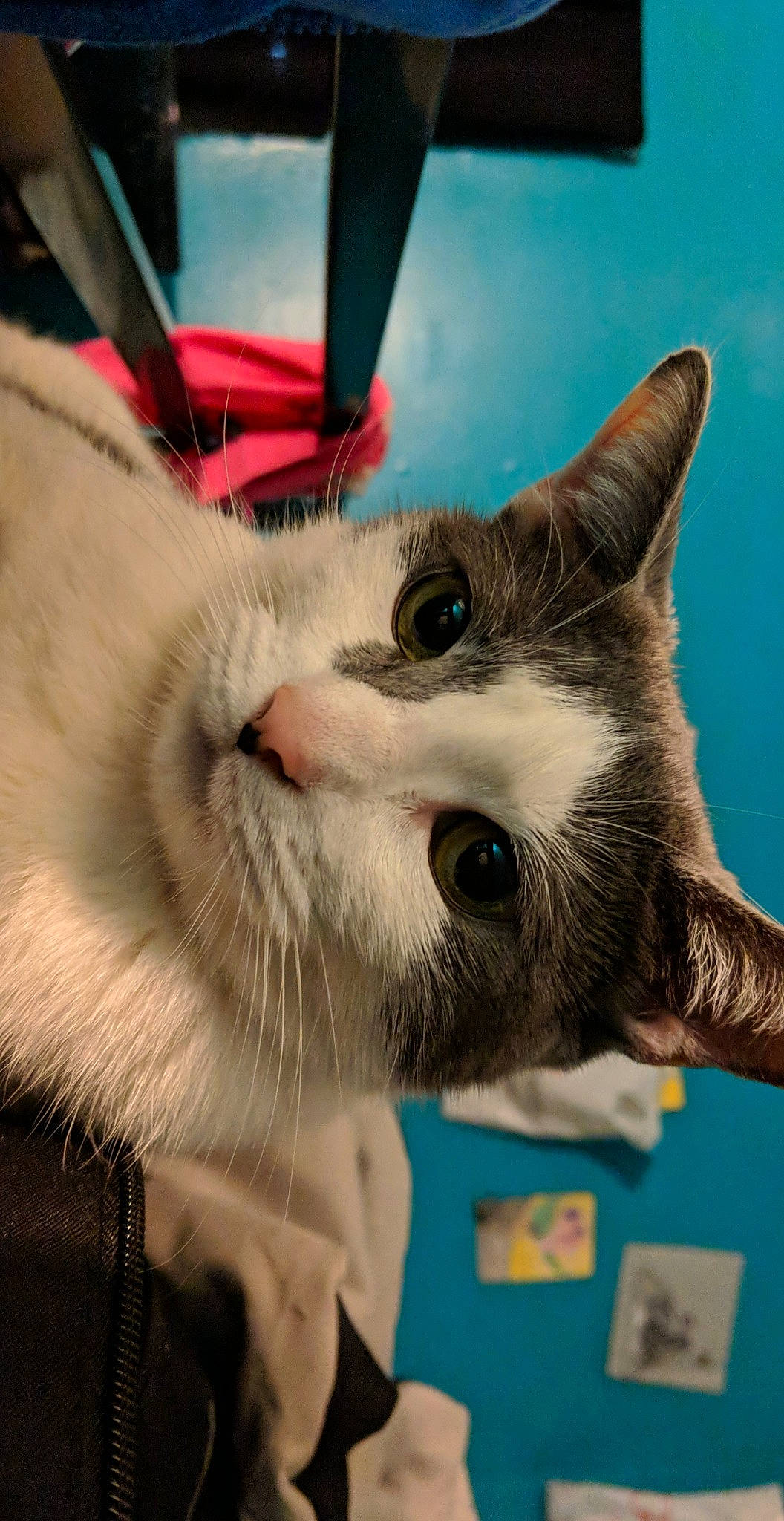 Agatha joined the competition — help win amazing prizes! aegean_cat, asian, carnivore, cat, domestic_short_haired_cat, ear, fawn, felidae, fur, kitten, ojos_azules, photo_caption, small_to_medium_sized_cats, snout, thai, whiskers