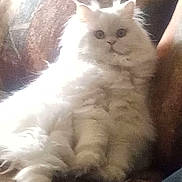 Coconut is registered to the contest to win money with this photo: cat, white_cat, fluffy, feline, pet, indoor, couch, furniture, relaxing, sitting, fur, animal, mammal, whiskers, eyes, face, cute, soft, domestic_cat, resting