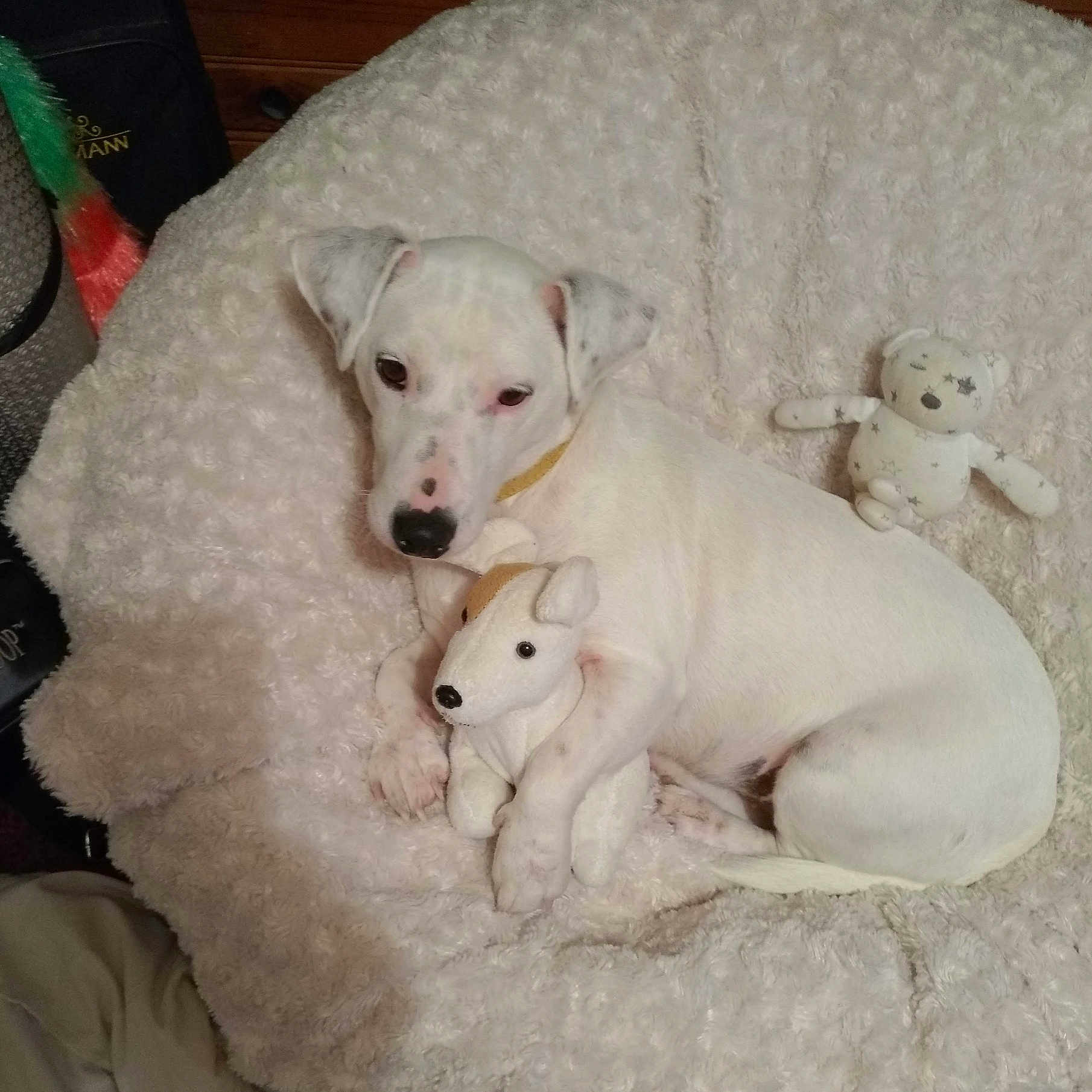 Jordy participe au concours pour gagner de l'argent avec cette photo : dog, white_dog, stuffed_animal, teddy_bear, blanket, cozy, pet, indoor, cute, animal, toy, relaxed, fur, collar, lying_down, soft_texture, companion, comfort, resting, home