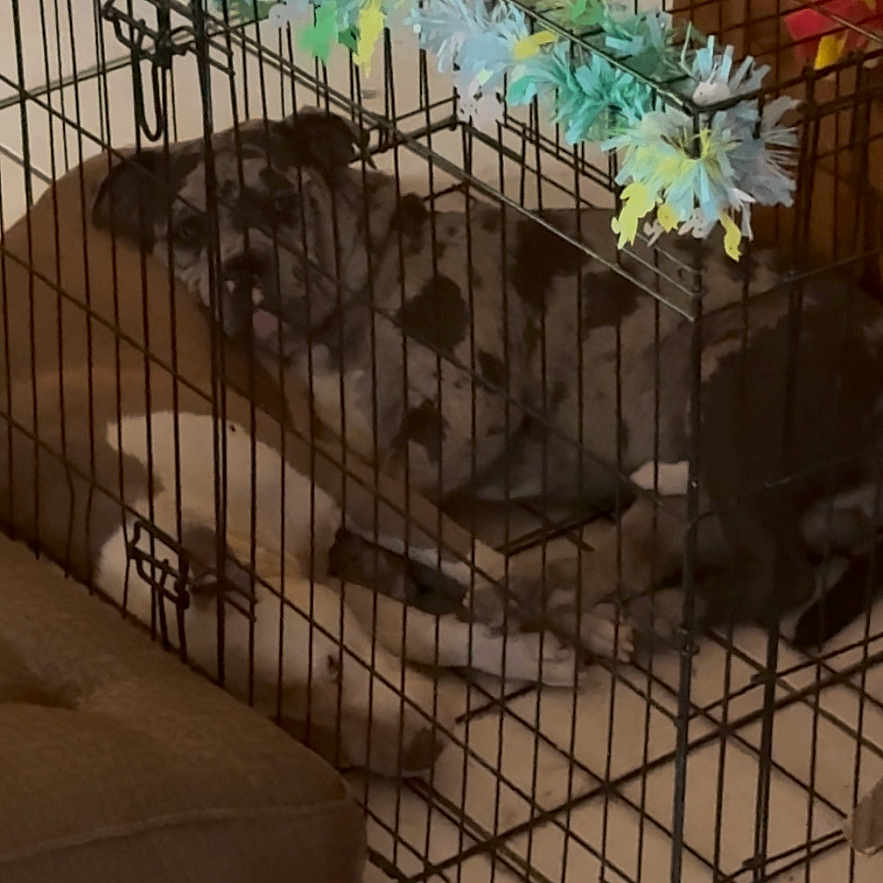 Pancho Villa joined the competition — help win amazing prizes! animal, black_spots, brown, cage, cat, comfort, companion, crate, dog, furniture, garland, household, indoor, metal, pet_bed, quiet, relaxed, resting, tile_floor, white