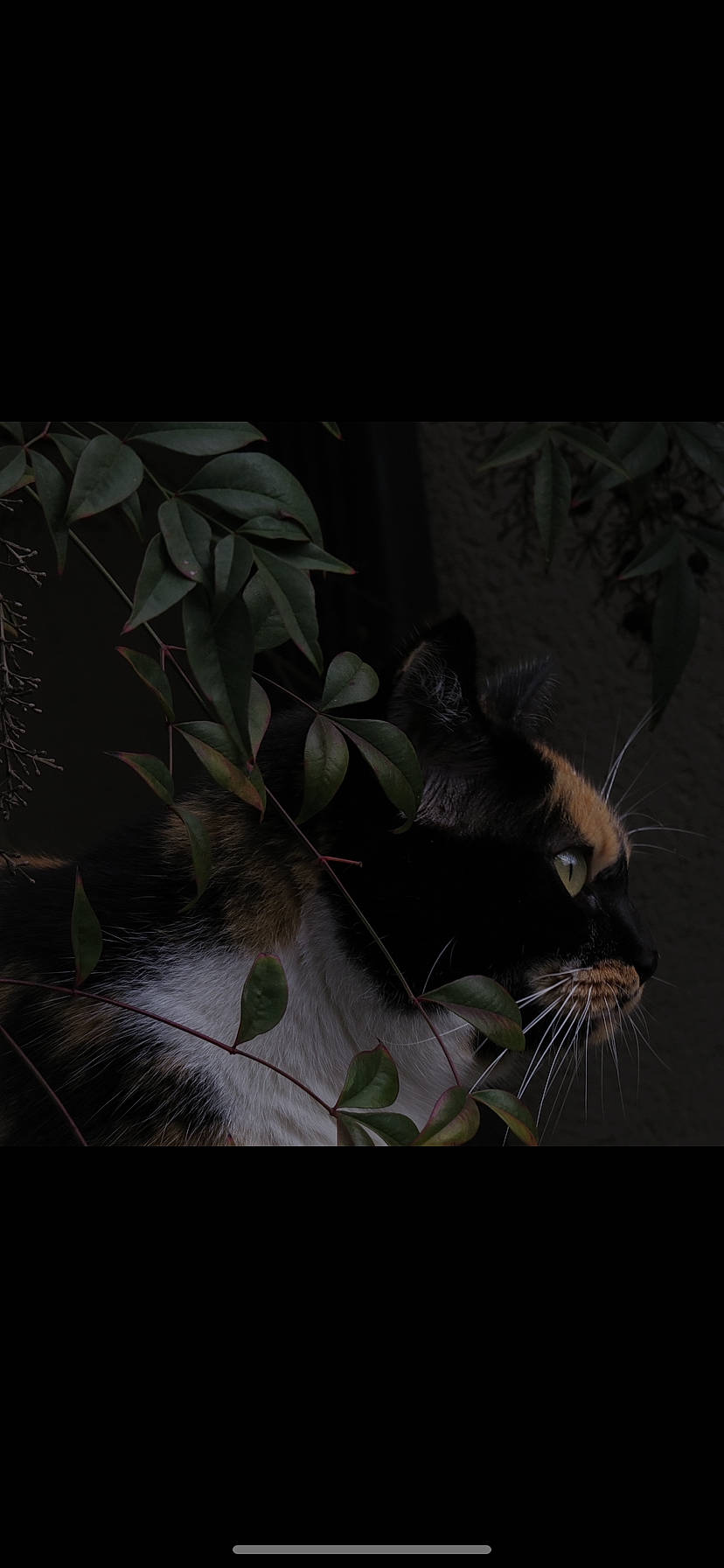 Rumba a rejoint le concours — aidez-le/la à gagner de superbes lots ! art, carnivore, cat, darkness, felidae, flash_photography, grass, plant, small_to_medium_sized_cats, snout, tail, terrestrial_animal, tints_and_shades, tree, twig, visual_arts, whiskers, wildlife, window, wood