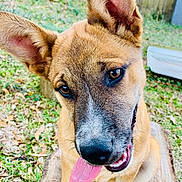 Tessa is registered to the contest to win money with this photo: dog, puppy, animal, ears, tongue, tree_stump, outdoor, grass, yard, happy, pet, canine, smile, closeup, brown_fur, black_nose, playful, nature, daylight, friendly