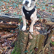 Rafale a rejoint le concours — aidez-le/la à gagner de superbes lots ! puppy, dog, forest, tree_stump, moss, leaves, outdoor, nature, curious, animal, pet, young_dog, brown_dog, black_harness, head_tilt, spring, woods, greenery, fallen_leaves, wildlife