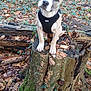 puppy, dog, forest, tree_stump, moss, leaves, outdoor, nature, curious, animal, pet, young_dog, brown_dog, black_harness, head_tilt, spring, woods, greenery, fallen_leaves, wildlife