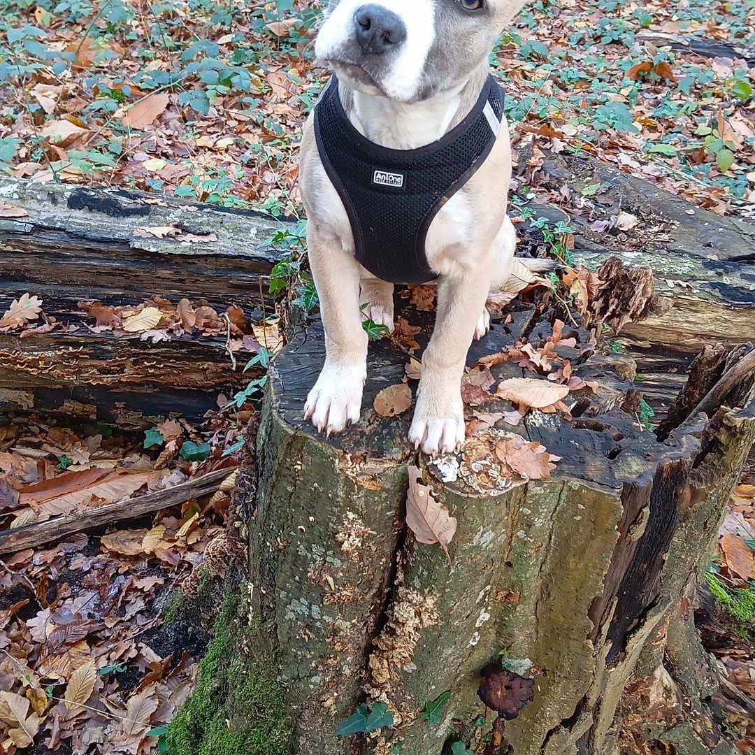 Rafale a rejoint le concours — aidez-le/la à gagner de superbes lots ! animal, black_harness, brown_dog, curious, dog, fallen_leaves, forest, greenery, head_tilt, leaves, moss, nature, outdoor, pet, puppy, spring, tree_stump, wildlife, woods, young_dog