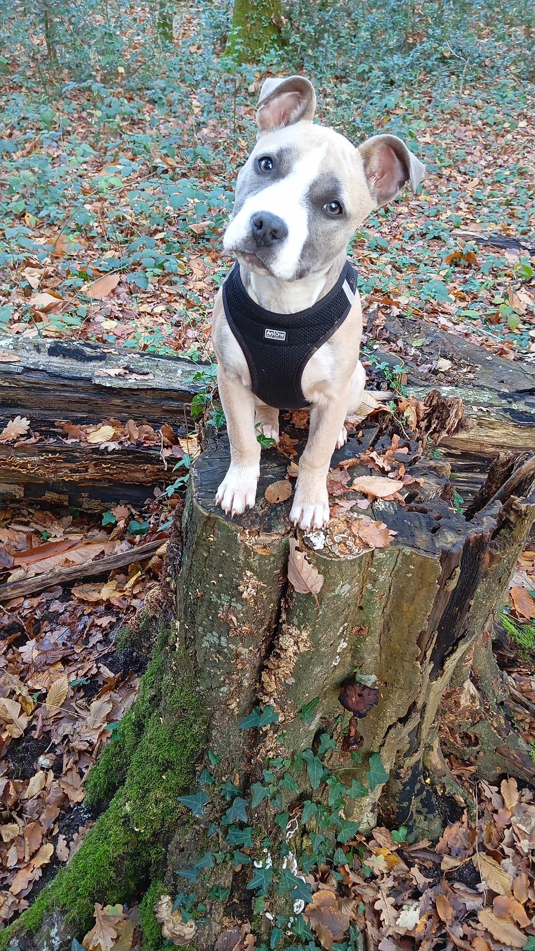 Rafale a rejoint le concours — aidez-le/la à gagner de superbes lots ! puppy, dog, forest, tree_stump, moss, leaves, outdoor, nature, curious, animal, pet, young_dog, brown_dog, black_harness, head_tilt, spring, woods, greenery, fallen_leaves, wildlife