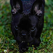 Mac joined the competition — help win amazing prizes! puppy, dog, black_dog, close_up, grass, outdoor, animal, pet, cute, ears, face, eyes, walking, nature, young, fur, snout, paw, small, explorer