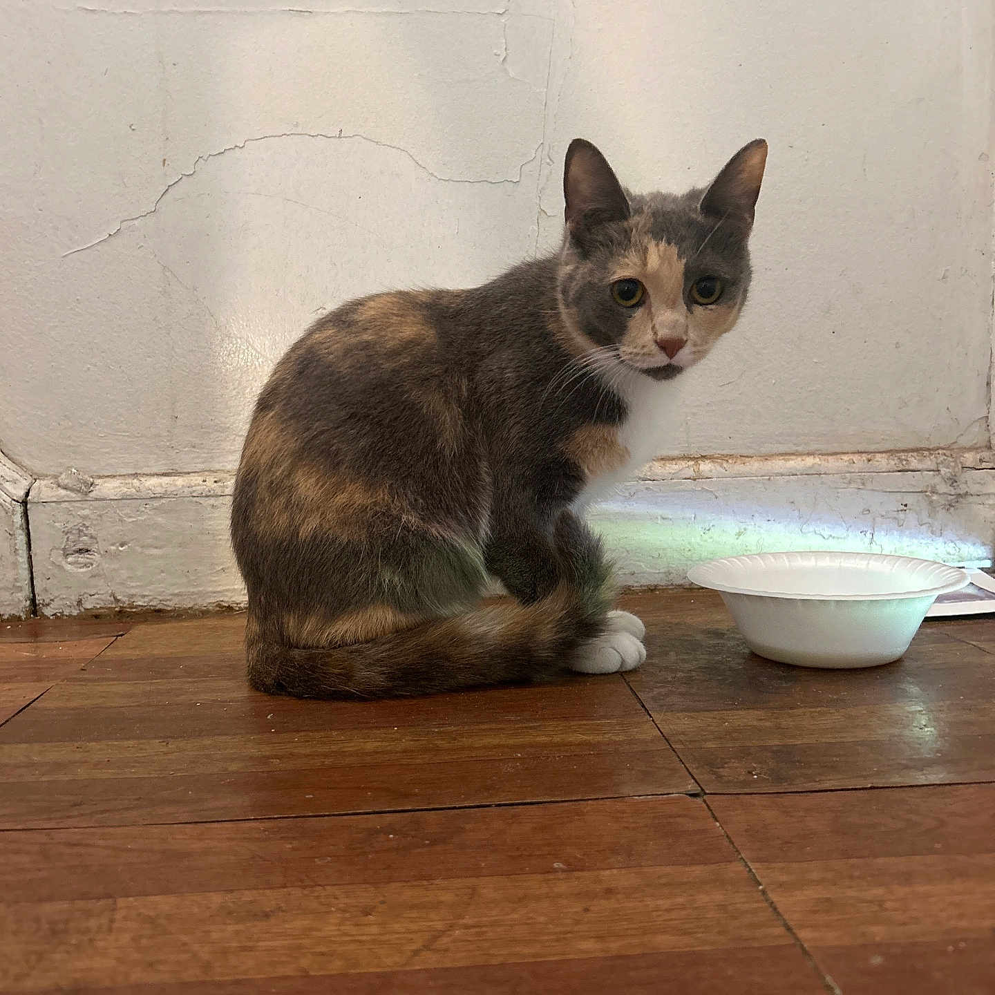 Megatron joined the competition — help win amazing prizes! abyssinian, animal, art, bowl, cat, diningtable, food, furniture, hardwood, indoors, interiordesign, kitten, manx, pet, plywood, porcelain, pottery, saucer, stainedwood, wood