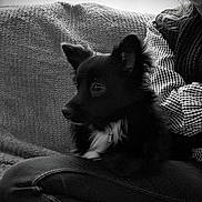 Aston a rejoint le concours — aidez-le/la à gagner de superbes lots ! alert, black_and_white, black_dog, blanket, casual_clothing, checkered_shirt, couch, cozy, curious, dog, ears, fur, indoor, knitted_vest, lap, person, pet, portrait, seated, texture
