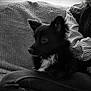 alert, black_and_white, black_dog, blanket, casual_clothing, checkered_shirt, couch, cozy, curious, dog, ears, fur, indoor, knitted_vest, lap, person, pet, portrait, seated, texture