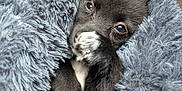 Aston participe au concours pour gagner de l'argent avec cette photo : animal, black_and_white, blanket, comfort, cozy, cute, dog, ears, eyes, fluffy, fur, indoor, paw, pet, portrait, puppy, resting, small, snout, young
