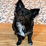 dog, black_dog, white_chest, sitting, tilted_head, curious_eyes, indoor, wooden_floor, patterned_tile, pet, animal, fur, ears_up, collar, cute, companion, domestic, looking_up, portrait, friendly