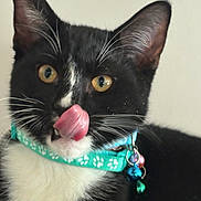 Milo joined the competition — help win amazing prizes! animal, bells, black_and_white, cat, close_up, collar, cute, domestic_cat, ears, face, feline, fur, indoor, pet, playful, portrait, tongue_out, whiskers, white_chest, yellow_eyes