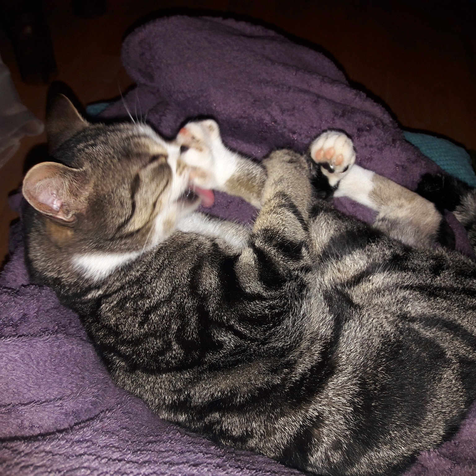 Migo joined the competition — help win amazing prizes! american_shorthair, asian, carnivore, cat, comfort, domestic_short_haired_cat, dragon_li, ear, egyptian_mau, european_shorthair, felidae, fur, german_rex, kitten, nap, paw, sleep, small_to_medium_sized_cats, tabby_cat, whiskers