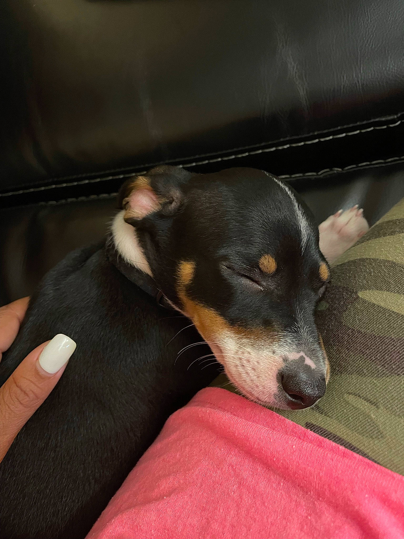 Brick joined the competition — help win amazing prizes! canidae, carnivore, collar, comfort, companion_dog, dog, dog_breed, dog_collar, fawn, fur, guard_dog, nap, paw, puppy, sporting_group, terrestrial_animal, terrier, toy_dog, whiskers, working_animal