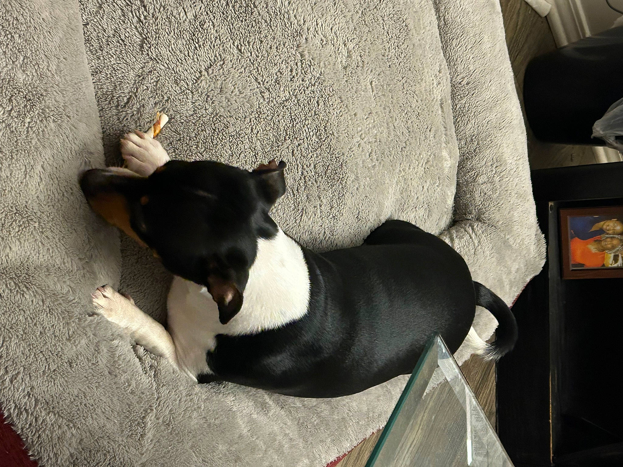 Brick is registered to the contest to win money with this photo: canidae, carnivore, collar, comfort, companion_dog, dog, dog_breed, dog_collar, dog_supply, fawn, linens, pet_supply, snout, sporting_group, tail, terrier, toy_dog, whiskers, wood, working_animal