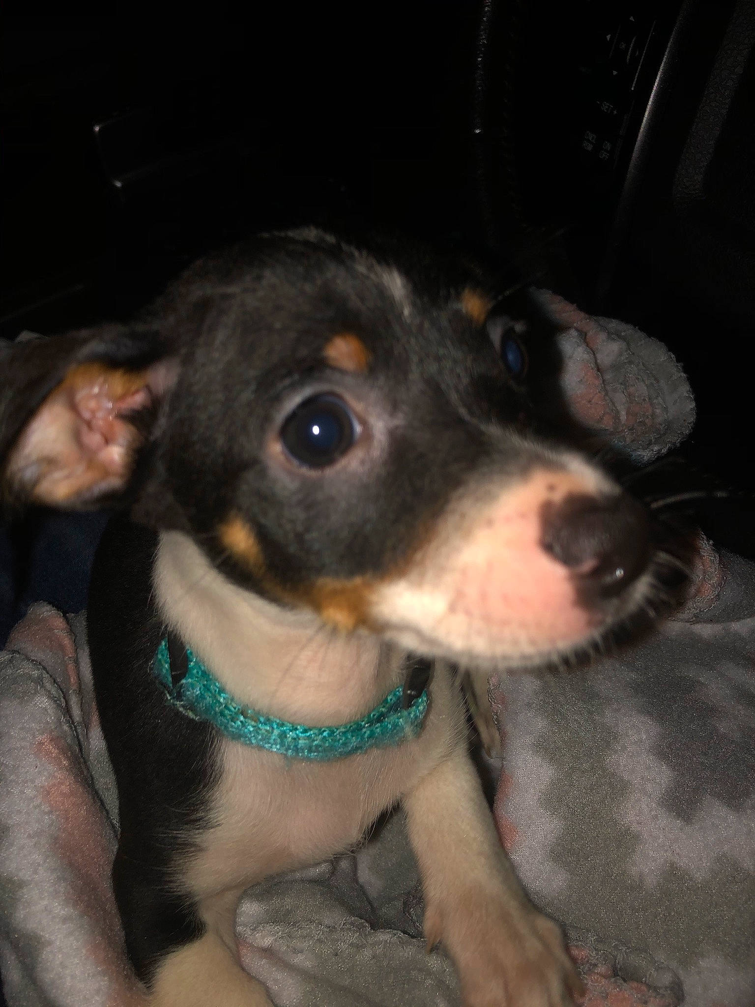 Brick is registered to the contest to win money with this photo: canidae, carnivore, collar, companion_dog, dog, dog_breed, dog_collar, ear, fawn, fur, guard_dog, puppy, snout, sporting_group, toy_dog, whiskers, working_animal, working_dog