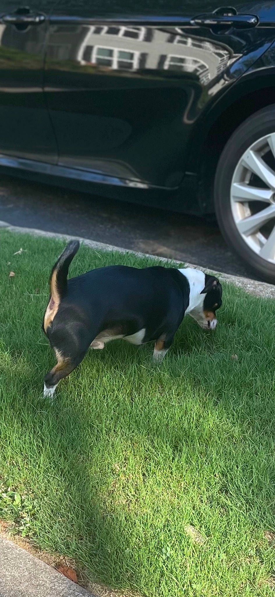 Brick joined the competition — help win amazing prizes! automotive_lighting, automotive_tire, bumper, car, carnivore, companion_dog, dog, dog_breed, fender, grass, hubcap, mammal, scent_hound, tail, tints_and_shades, tire, vehicle, vehicle_door, vertebrate, wheel