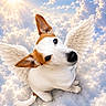 dog, angel_wings, clouds, sunlight, sky, fluffy, white, brown, pet, cute, animal, fantasy, heavenly, whimsical, portrait, looking_up, ears, tail, sitting, outdoor