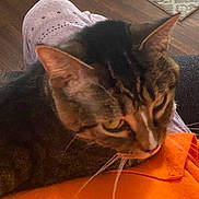 Mittens joined the competition — help win amazing prizes! blanket, cat, close_up, couch, cozy, ear, feline, fur, green_eyes, home, indoor, lap, orange_shirt, pet, portrait, purple_pajamas, resting, tabby_cat, whiskers, wood_floor