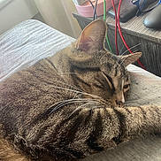 Mittens is registered to the contest to win money with this photo: bed, blanket, cables, cat, charger, close_up, cozy, domestic_pet, ear, fur, furniture, glasses, indoor, nap, nightstand, paw, sleeping, striped, tabby_cat, whiskers