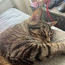 bed, blanket, cables, cat, charger, close_up, cozy, domestic_pet, ear, fur, furniture, glasses, indoor, nap, nightstand, paw, sleeping, striped, tabby_cat, whiskers