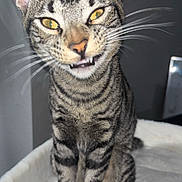 Rosco is registered to the contest to win money with this photo: cat, tabby, animal, pet, feline, whiskers, yellow_eyes, fangs, sitting, indoor, soft_blanket, striped, cute, portrait, close_up, fur, ears, nose, paws, expression