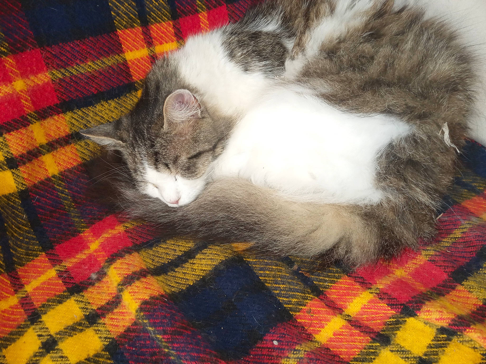 Mimine participe au concours pour gagner de l'argent avec cette photo : carnivore, cat, claw, comfort, domestic_short_haired_cat, fawn, felidae, flooring, fur, grey, pattern, paw, plaid, small_to_medium_sized_cats, tail, tartan, textile, whiskers, wood, woven_fabric